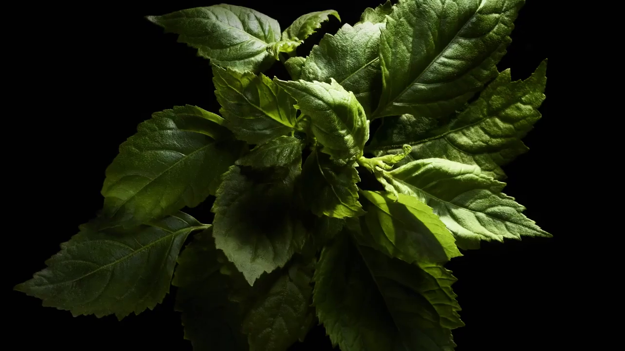 Velvet Black Patchouli-دولچه گابانا ولوت بلک پچوبی